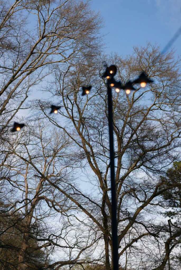 Bare tree branches against a blue sky, with several small, glowing string lights suspended in the foreground, some out of focus and connected by a dark wire.
